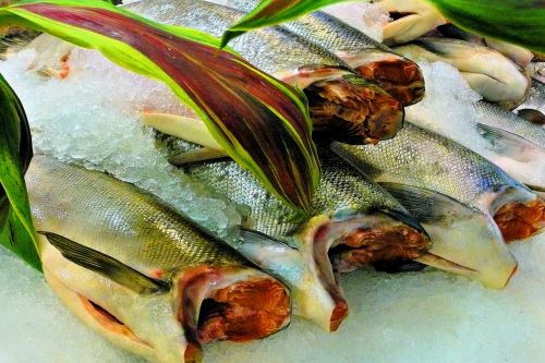 fish salmon lachs food