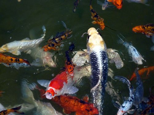 fish animal fish swarm