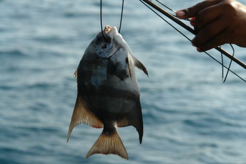 fish fishing catch