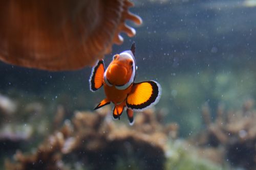 fish underwater animal