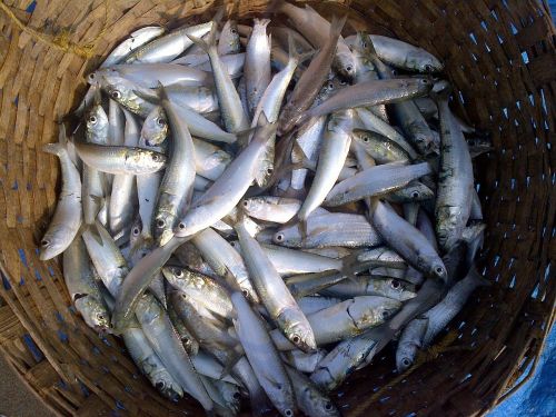fish indian oil sardine sardinella longiceps