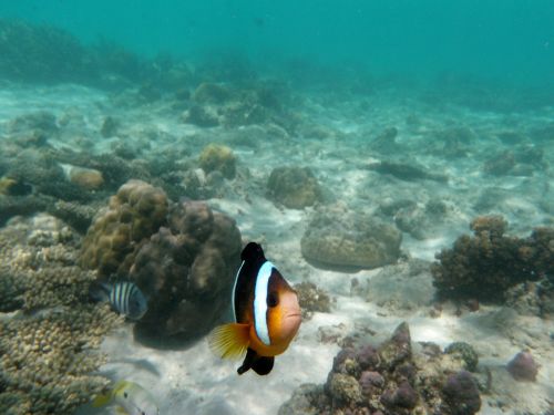 fish underwater reef