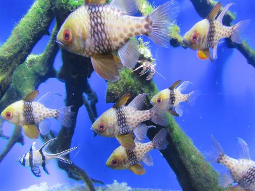fish tropical aquarium