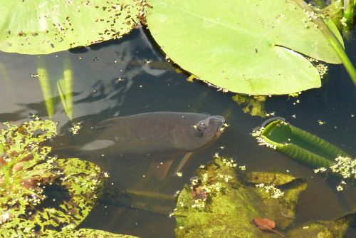 fish pond nature