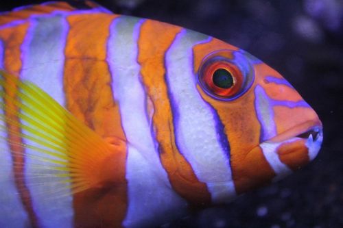 fish colorful underwater