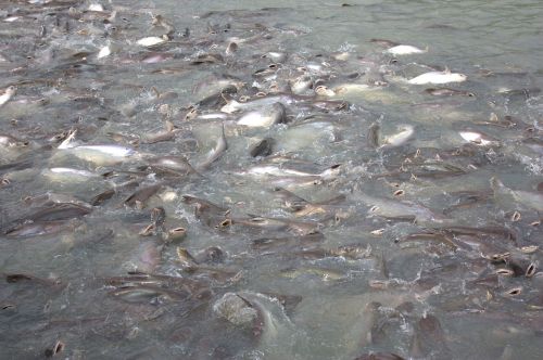 fish herd fish animal