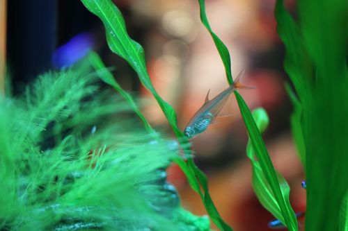 fish glass lamps aquarium