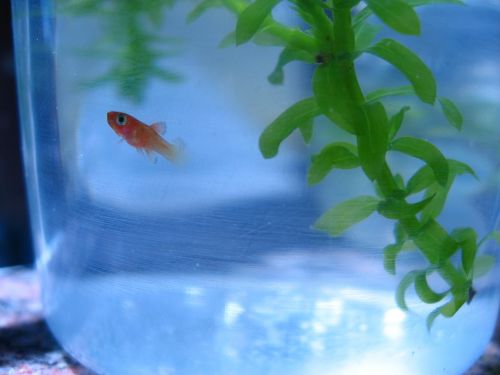 fish pet goldfish