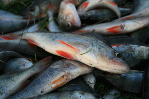 fish perch fishing