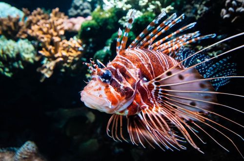 fish underwater exotic