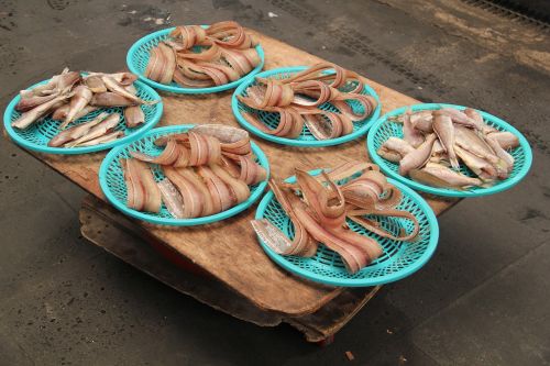 fish fish market sea animals