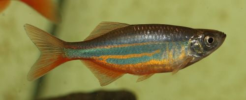 fish colorful animal