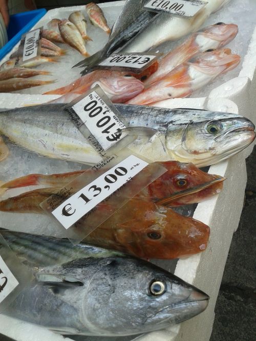 fish frisch market