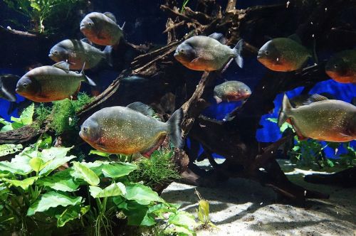 fish aquarium nature