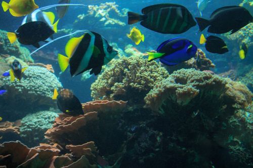 fish aquarium underwater