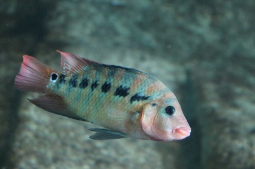 fish tropical fish underwater