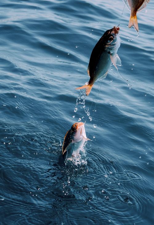 fish catch hook