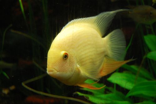 cichlid fish aquarium