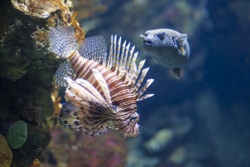 aquarium scorpion fish swim