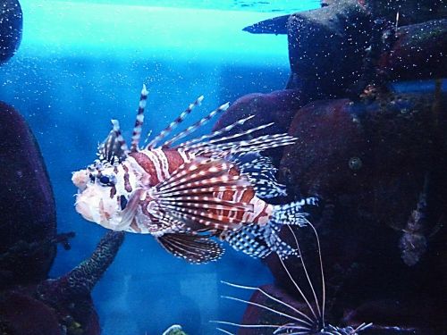 fish unusual red lionfish