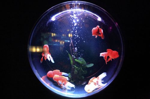 fish bowl fish glass