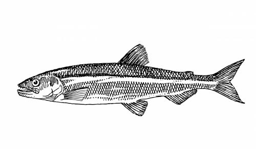 Fish Clipart Illustration