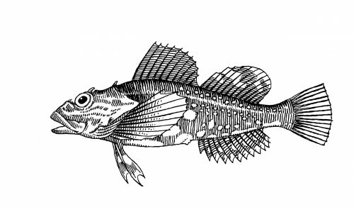 Fish Clipart Illustration