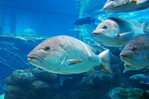 Fish In Aquarium Swimming By