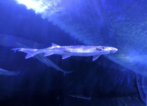 Fish In Blue Tank