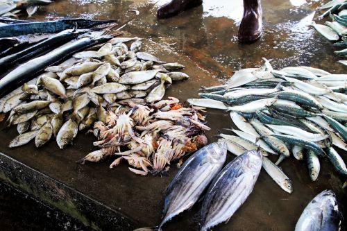 fish market wet seafood