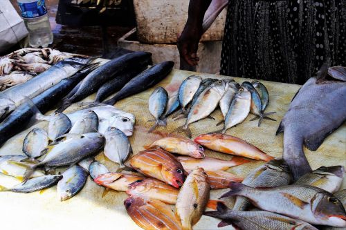 fish market fish seafood