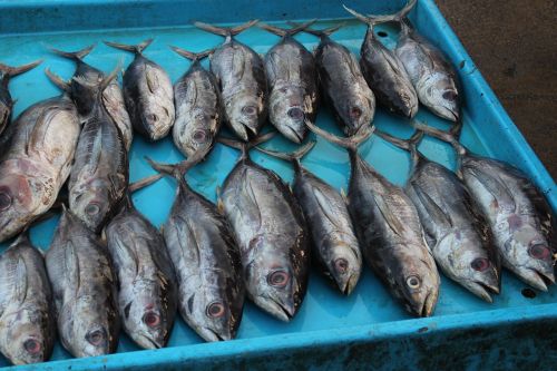 fish market sri lanka tuna