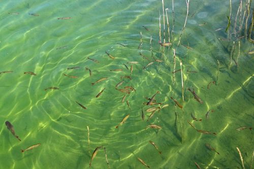 fish swarm fish water