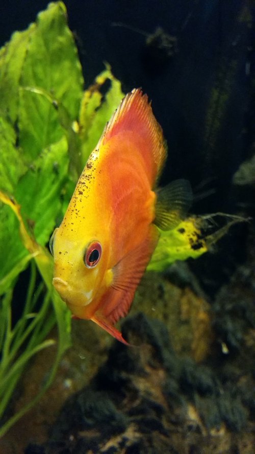 fish tank  fish  yellow