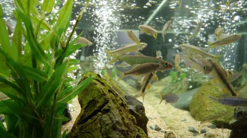 fish tank fish aquarium