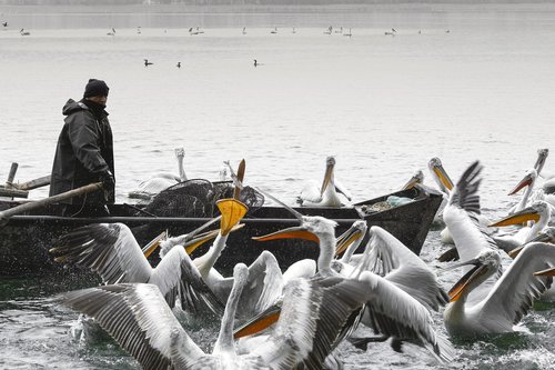 fisher  pelicans  pelecanus