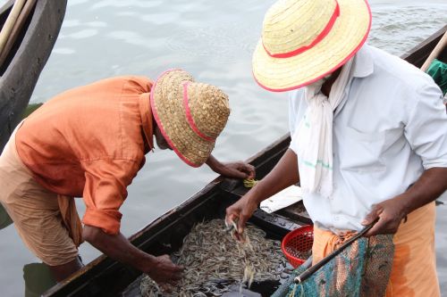 fishermen in india fisher in kerela fishing in allepeay