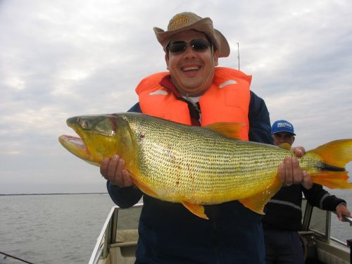 fishery gold fish