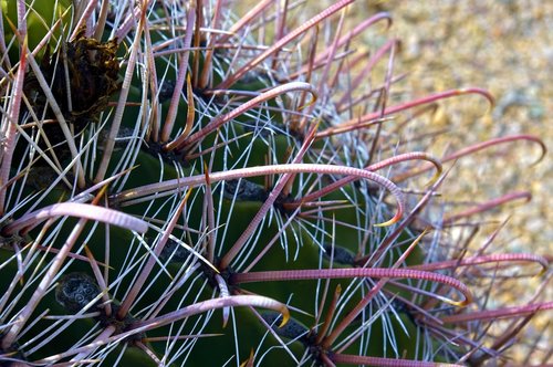 fishhook cactus closeup  desert  cactus