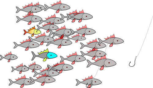fishing fishes swarm