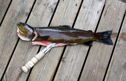 fishing trout fish