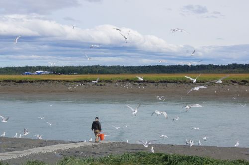 fishing alaska sea gulls