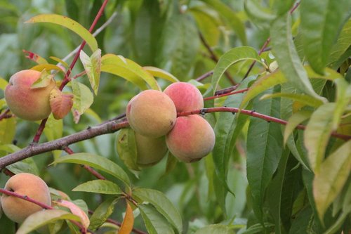 fishing  fish  fruit