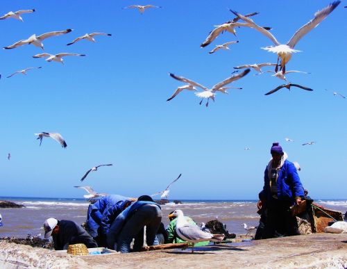 fishing morocco essaouira