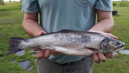 maine moosehead lake brook trout