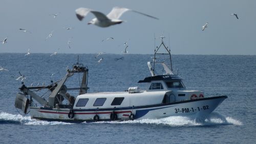 fishing boat gulls sea