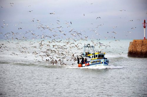 fishing boat birds seagulls