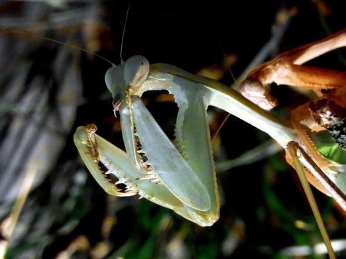 fishing locust praying mantis insect