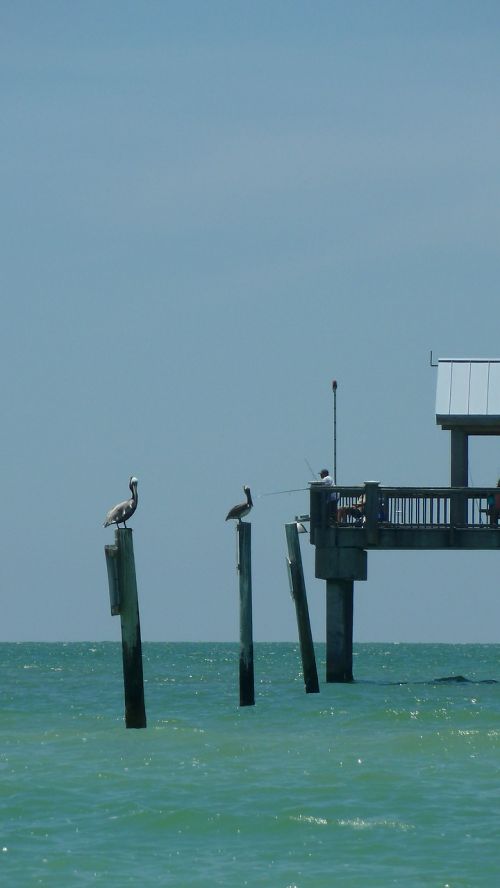 fishing pier pelicans seas