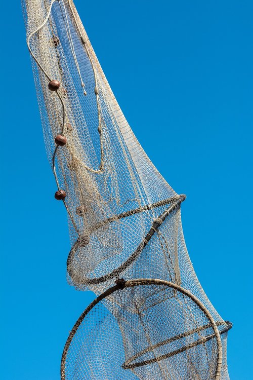 fishnet  fish  nature